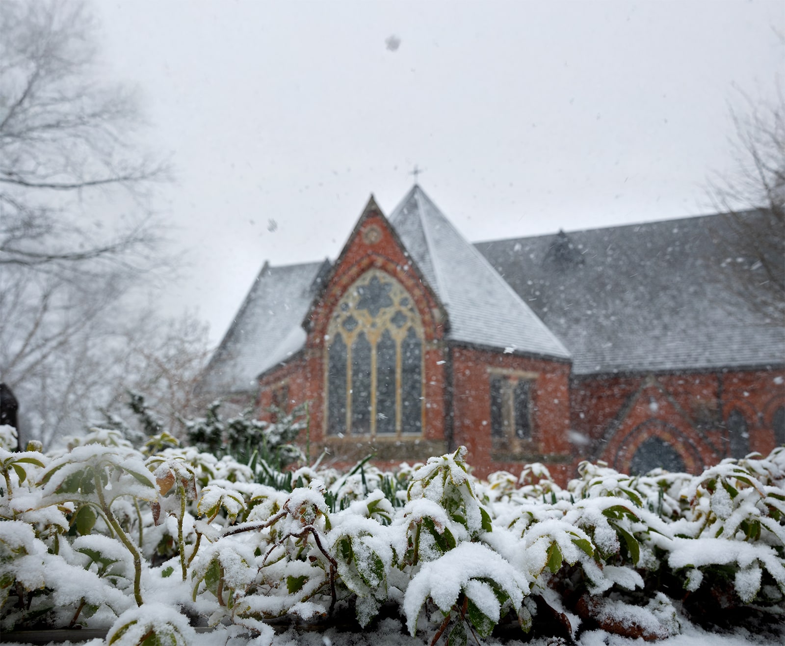 building on cornell campus with bush in the foreground